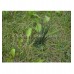Fake grass geocaching container